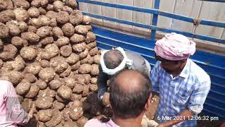 Indian Suran (Yam) Gunny Bag Packing For 🇦🇪 Export Purpose