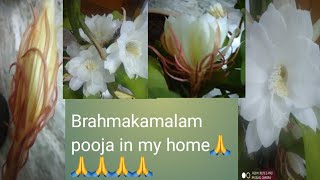 Brahmakamalam pooja in my home | K Krishnakumari 1121 |