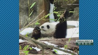 National Zoo invites members to get a first look at the giant pandas