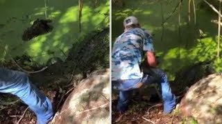 Sarasota Sheriff's Office capture massive alligator