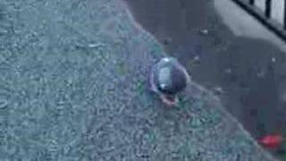 Fat Pigeon That Turns Skinny