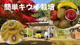 田舎暮らしの日常　無農薬で落ち葉堆肥で栽培したゴールデンキウイ収穫しました 飛騨の山奥での生活￼