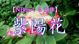 【NBoxくるま旅】＃三景園・＃あじさい