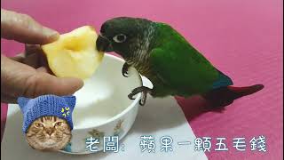 麻糬幼綠頰小太陽鸚鵡吃蘋果，開溜Mochi young green-cheeked sun parrot eats apple and runs away