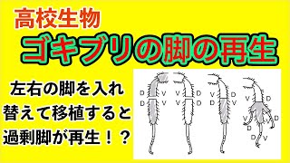 高校生物「ゴキブリの脚の再生実験」