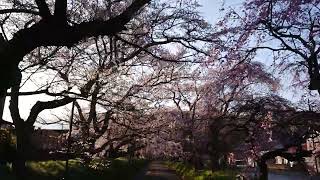 2022 4月4日 山口県 徳佐八幡宮 桜 🌸