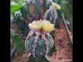 Astrophytum asterias Ooibo and Rensei