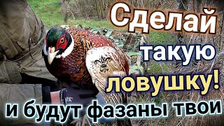 СУПЕР ЛОВУШКА В ДЕЛЕ! Поймал фазана в ловушку Заяц ушёл из ловушки