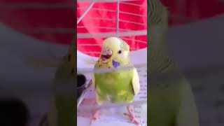 Masha allah #bird#youtub short 🦜🦜🦜