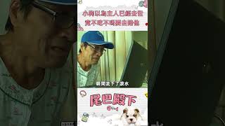 🐶小狗以為主人已經去世，竟不吃不喝要去陪他😢#感人 #shorts