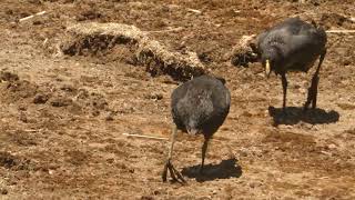 Giant Coots, Coot