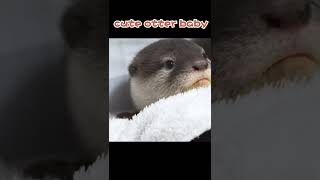 カワウソ赤ちゃんのキュートなお顔【baby otter】