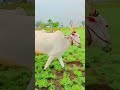 hubli cow horselover animal bull bullrace cowparade horse bullsemen housecow