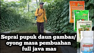 penyepraian pupuk daun gambas masa pembuahan.