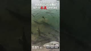 のほほんとしている魚をルアーで本気にさせてみた \