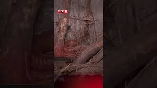 নিজেই উদ্ধার করেছেন সাড়ে তিনশ সাপ! #shorts #snakerescue