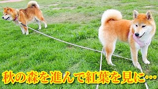 【柴犬二匹で散歩】秋の森を歩いて紅葉を見に行こう