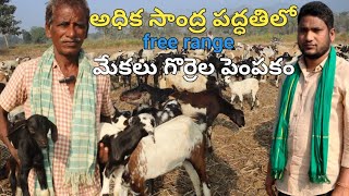 అధిక సాంద్ర పద్ధతిలో మేకలు గొర్రెలు పెంపకం || free range sheep and goat farming ||