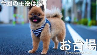 【愛犬vlog】国内最大級の室内ドッグランで激走？！ / DOG DEPT GARDEN