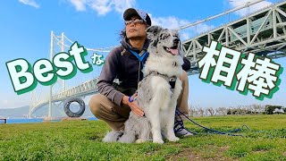 ボーダーコリーは犬じゃない！生後８ヶ月のベストパートナー / 人間より人の心を深く理解してくれる賢い犬  　〜Bordercollieとぺぇーさん家〜