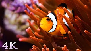11 Hours of Stunning Aquarium Relax Music 🐠 Beautiful Aquarium Coral Reef Fish, Relaxing Ocean Fish