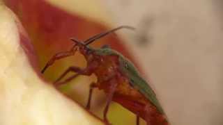 Shield Bug Loves Apple アオクチブトカメムシがリンゴの果実を吸汁