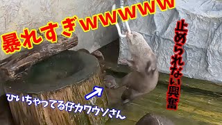 加減を知らないカワウソｗｗｗ【コツメカワウソ】