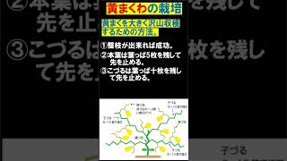 黄まくわ　まくわの定植　ショート㊵　凄い黄まくわをつくる方法