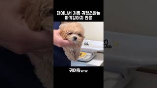 귀청소 처음받는 아기강아지ㅜㅜ❤️