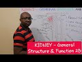 KIDNEY – General Structure & Function - Lecture 2B