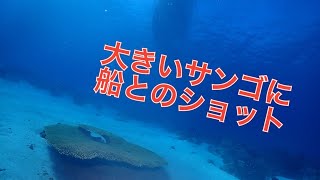 【ドリフトダイビング】慶良間FUNデイ！クエフ、男岩、自津留！アルファダイブ沖縄