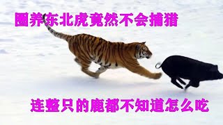 东北虎林园放进一只野猪，东北虎会有什么反应，万万没有想到啊