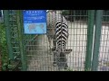 グレビーシマウマ（grevy s zebra）＠野毛山動物園（nogeyama zoo）