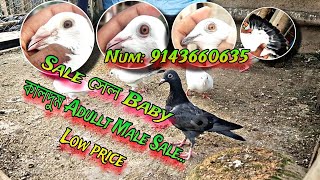 একদম কমদামে 😳😱Sell Sell Lej kalo kaldulm Matraji Sale.. Ansar loft.... Low price..#pigeon