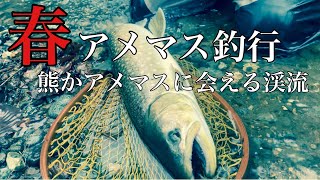 春アメマスに会える渓流#渓流釣り #アメマス #北海道#道南