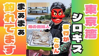 【釣り】東京湾　シロギス　[Fishing] Tokyo Bay Shirogis