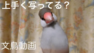 桜文鳥ほーちゃん 白文鳥ふーちゃん 上手く写ってますか？　文鳥動画