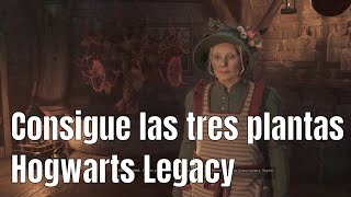 Acquire all three combat plants and use them simultaneously - Hogwarts Legacy