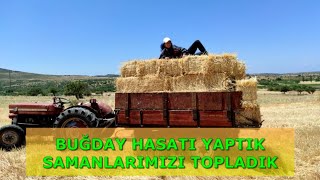 Buğday Hasatı | Kaç Ton Buğday, Kaç Balya Saman Aldık ? | Tarlaya Domuz Girmiş Zarar Ne Kadar ?