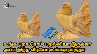 எடையை அதிகரிப்பது எப்படி/How to gain pigeon weight/உங்க புறா ரொம்ப ஒல்லியா இருக்கா|pigeon lover