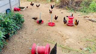 Original nati Koli || pure Free Range poultry farm || green leaf 🍃 ಹಸಿರು ಎಲೆ  . Smileyfarming24