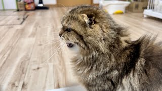 犬みたいに何度もキャンキャン鳴く猫が可愛すぎた