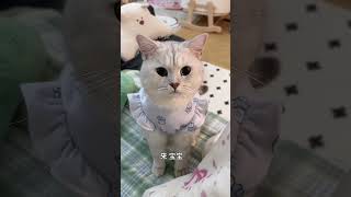 你的存在 真的很治愈我…#被猫猫治愈的瞬间 #好懂事的猫猫 #小猫是平淡生活的解药 #小猫叫妈妈 #萌宠出道计划