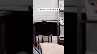 Black #cats are awesome 😎  you laugh you lose Vidz228 #kitten #cat #funnyanimals