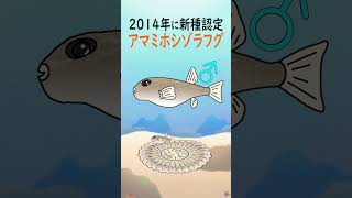 海底のミステリーサークル/アマミホシゾラフグについて　【1分アクアリウム/海の生き物・魚の生態解説】#shorts #魚  #生態 #海の生き物