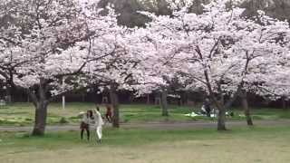 鴨谷公園　桜　堺市