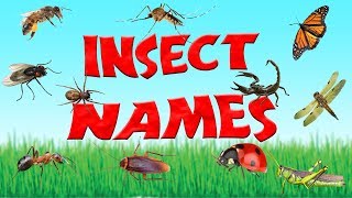 Names of Insects | 15 Types of Insects for Children | Kid2teentv