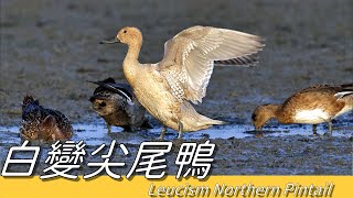 Leucism Northern Pintail