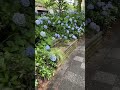 紫陽花オススメスポット_京都市役所近くの紫陽花 あじさい 京都 花