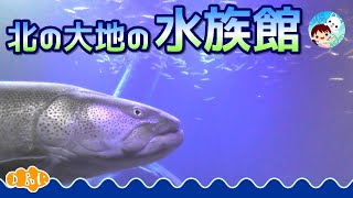 【北海道/北の大地の水族館】自然を模した展示で魚を飼育！おんねゆ温泉 道の駅